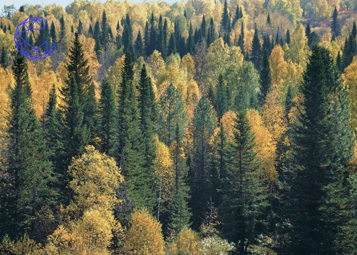В России впервые леса станут частной собственностью
